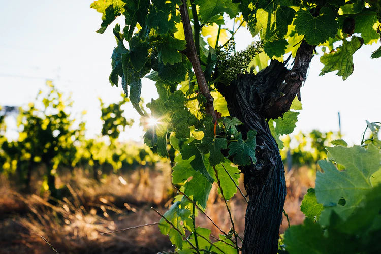 2022 Margaret River Cabernet Sauvignon