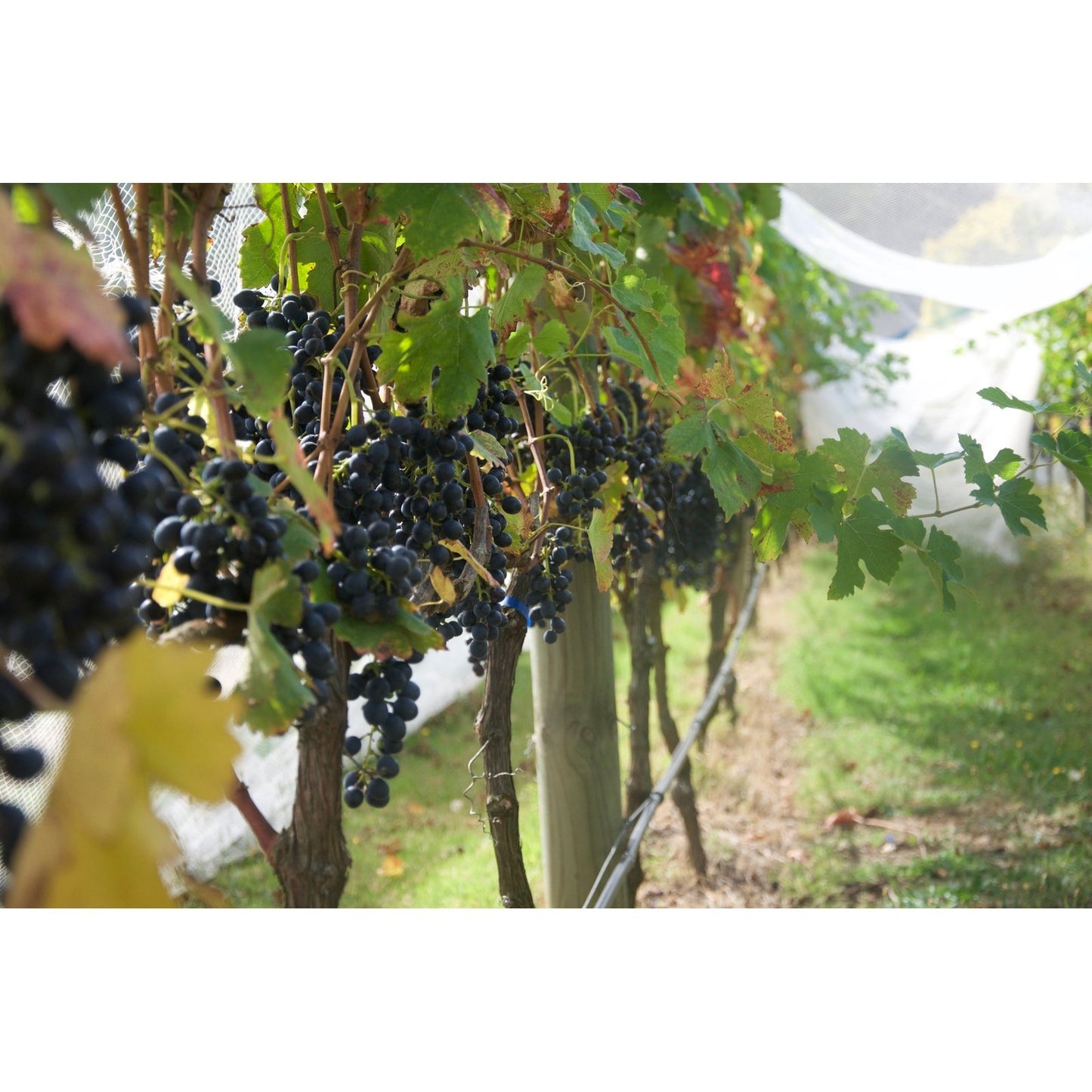 Riesling Grampians 2020