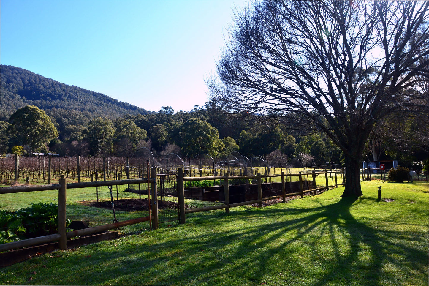 Chardonnay Yarra Valley 2018