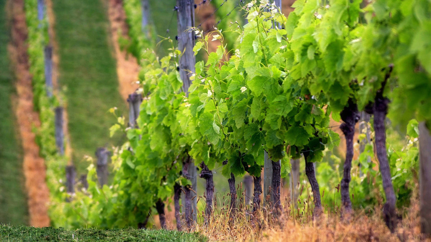 Riesling 2018
