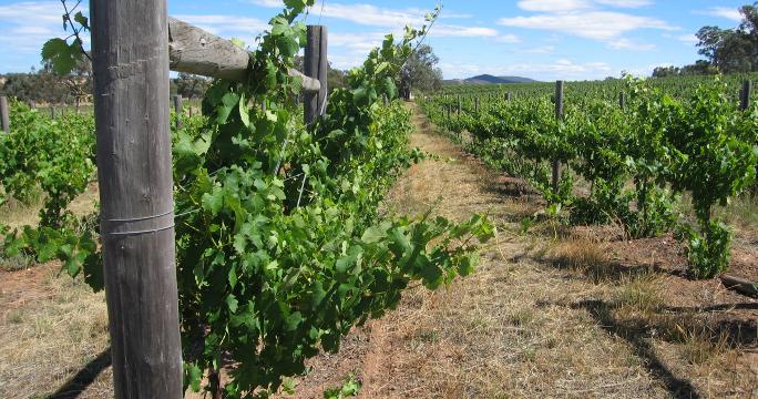 Winemaker’s Reserve Sparkling Shiraz